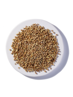 Coriander Seed - Cilantro (Coriandrum sativum) | Organic
