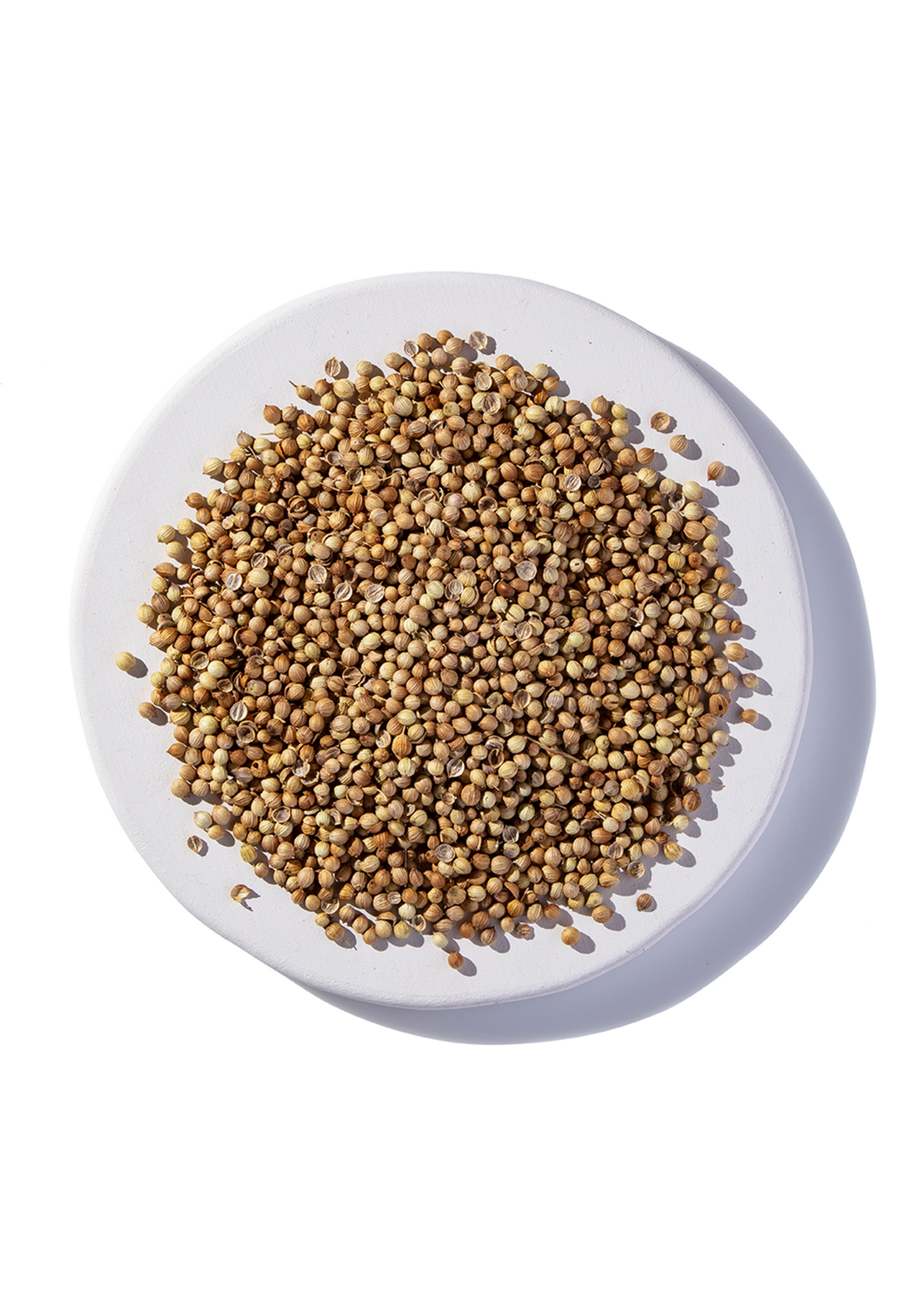 Coriander Seed - Cilantro (Coriandrum sativum) | Organic