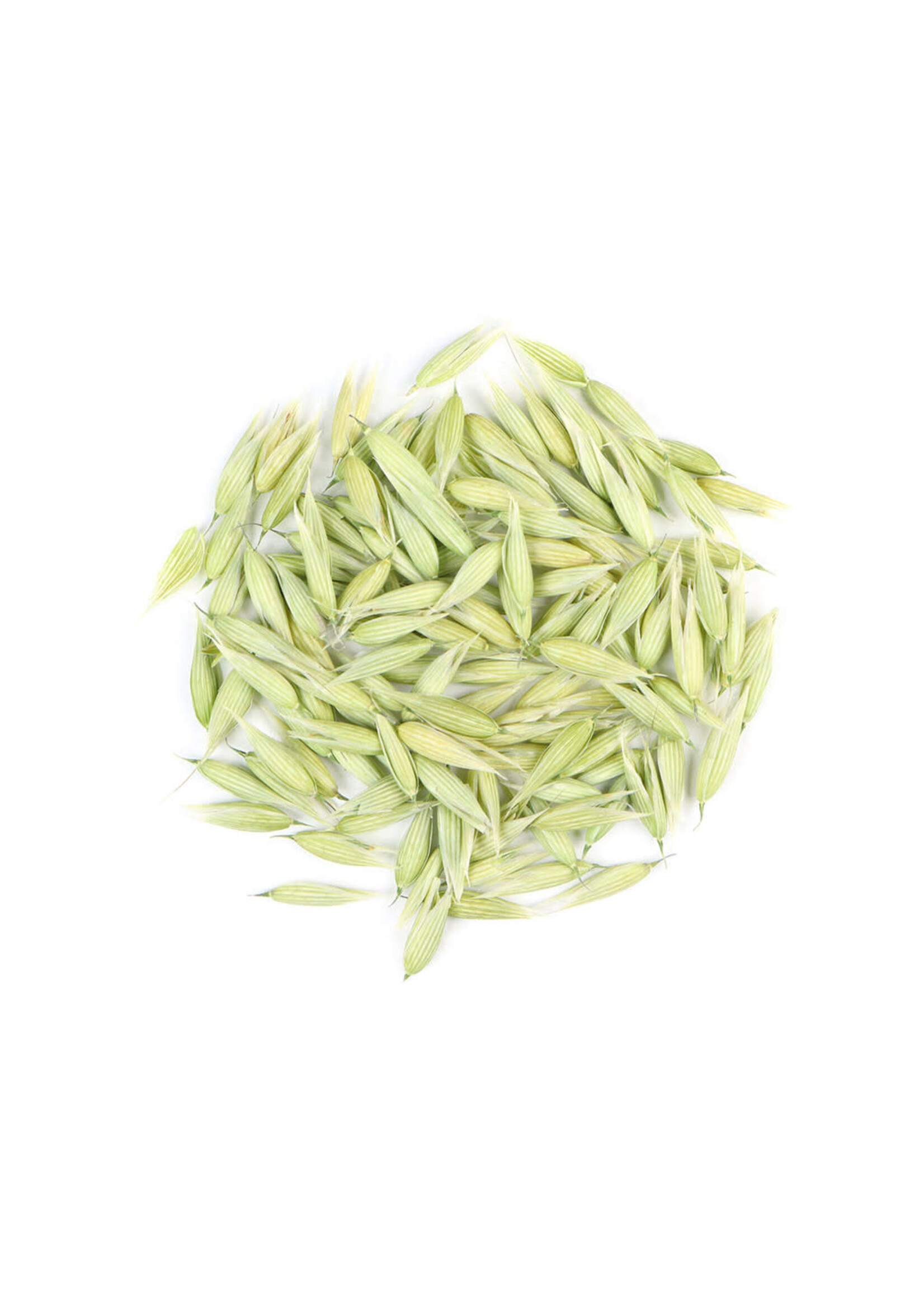 Milky Oat Tops (Avena )| Whole Organic