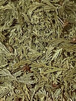 Thuja Leaves (Thuja occidentalis) | Cut/Sifted Organic