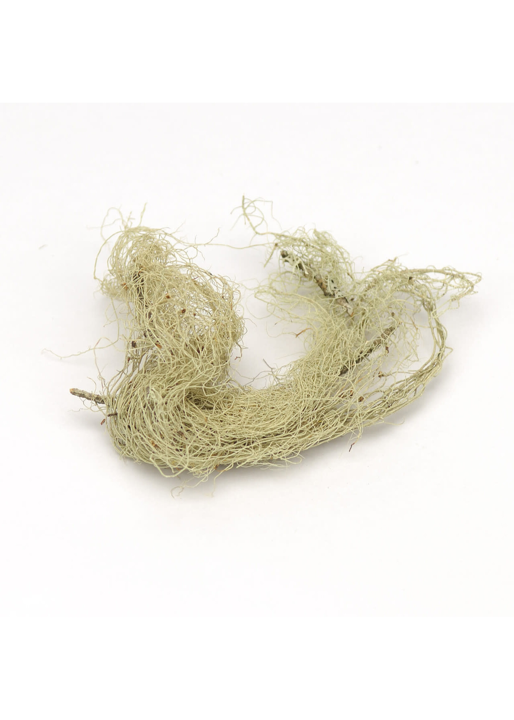 Usnea (Usnea barbata) | Cut/Sifted Organic