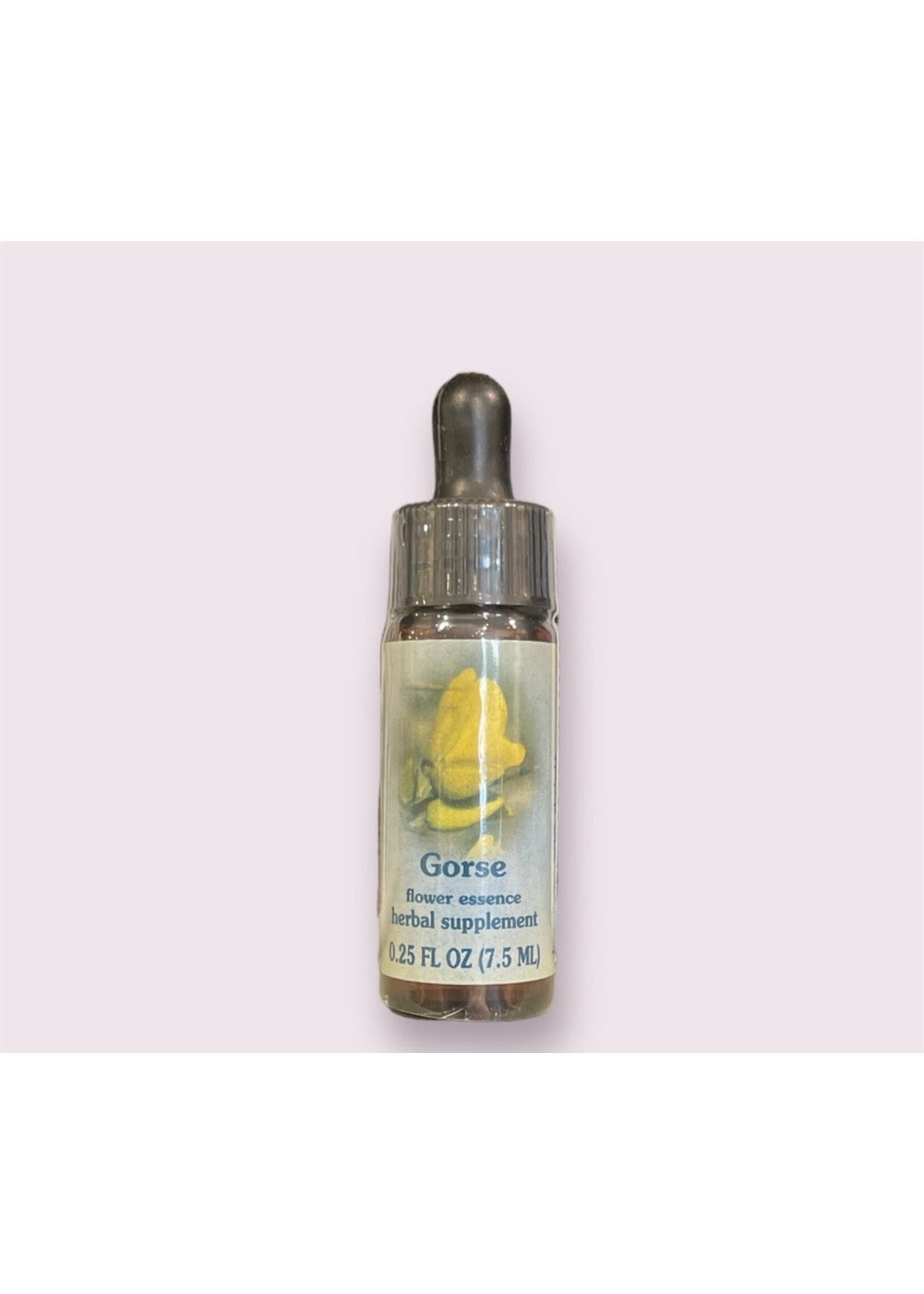 Gorse | Bach Flower Essence