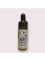 Star of Bethlehem | Bach Flower Essence