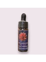 Chrysanthemum | American Flower Essence