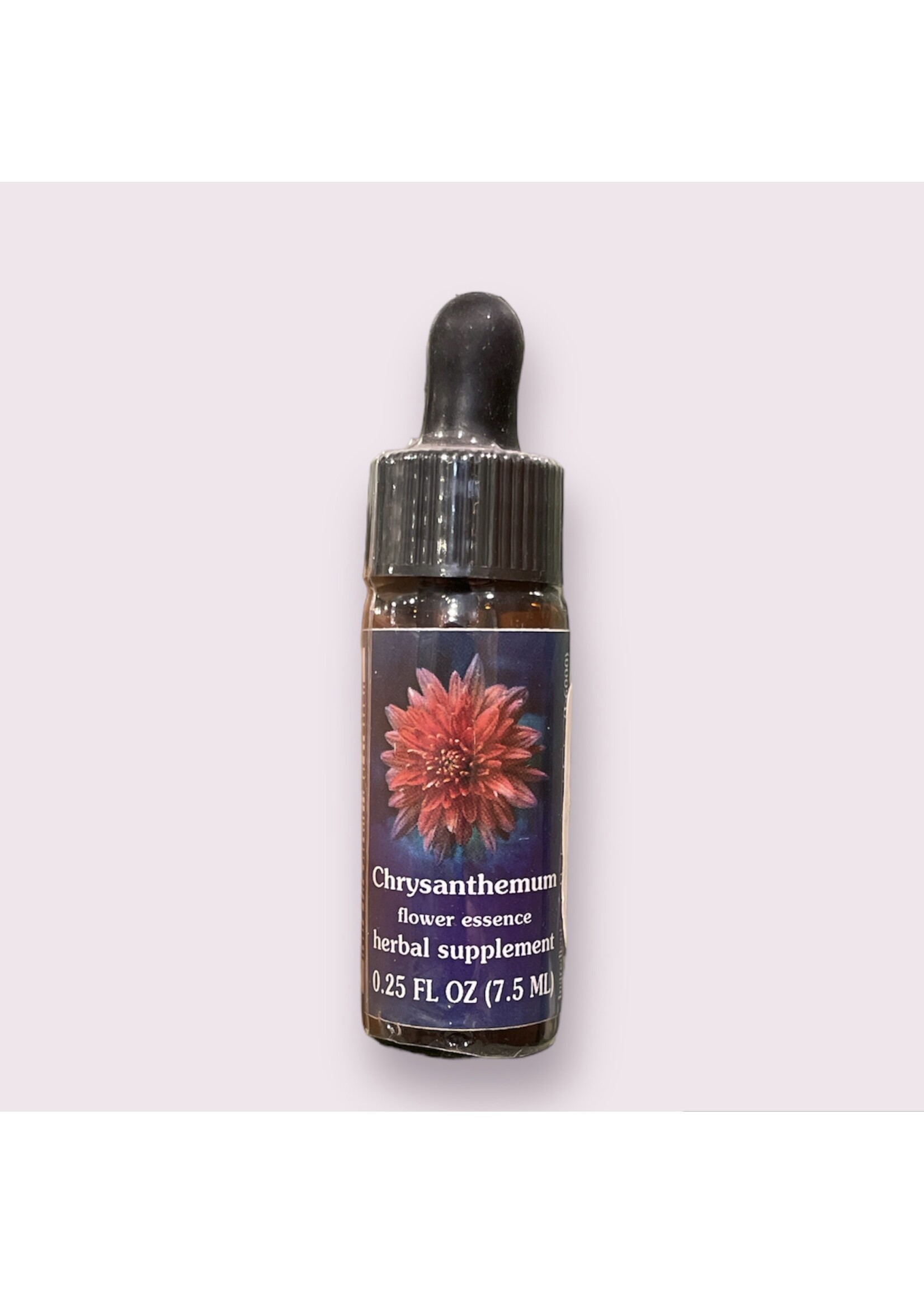 Chrysanthemum | American Flower Essence