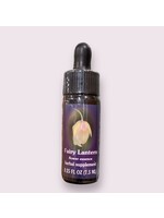 Fairy Lantern | American Flower Essence