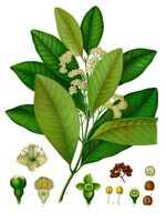 Allspice (Pimenta dioica) | 1/4 oz | Essential Oil