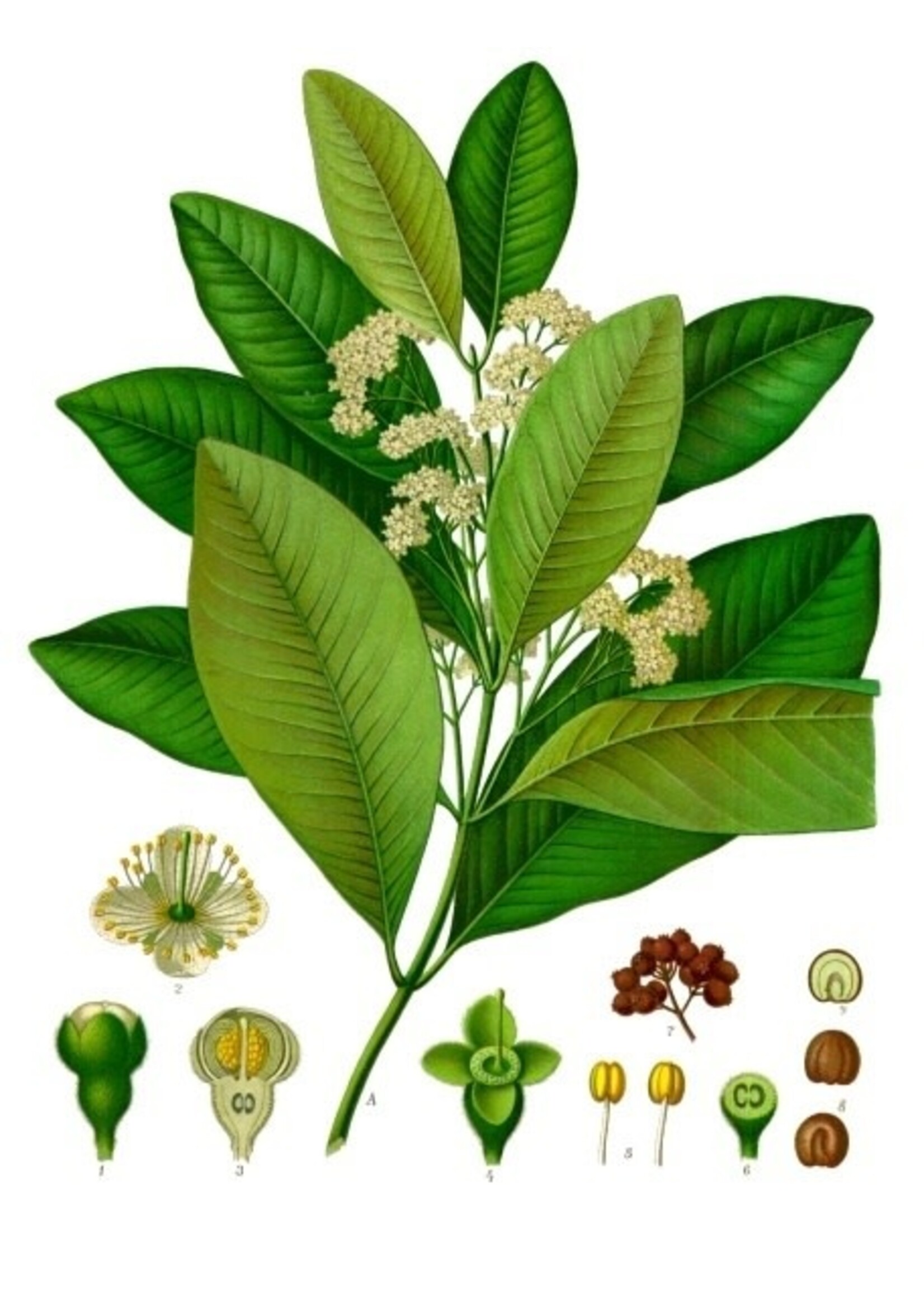 Allspice (Pimenta dioica) | 1/4 oz | Essential Oil