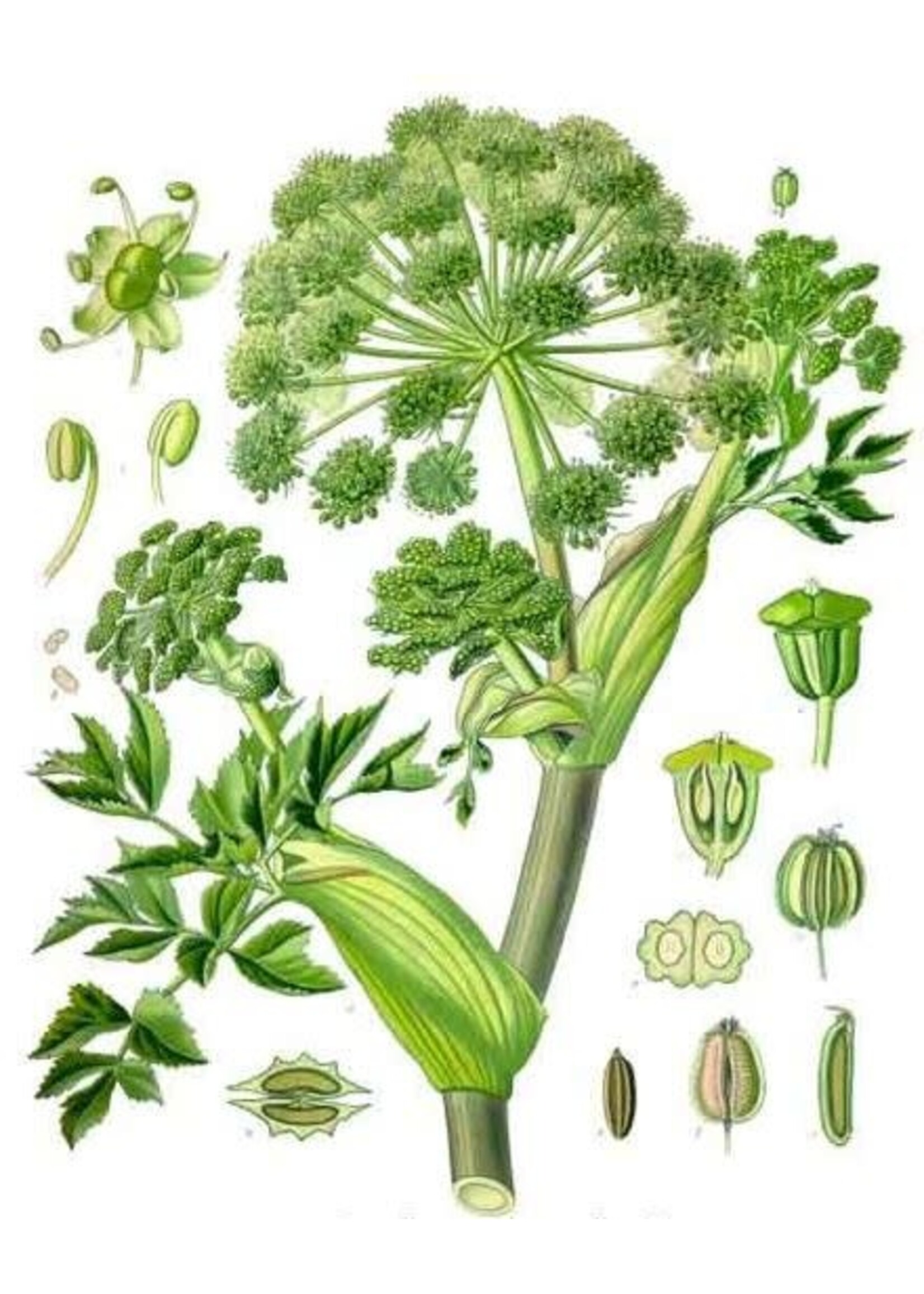 Angelica (Angelicia archangelicia) | 1/2 oz | Organic Essential Oil