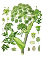 Angelica (Angelicia archangelicia) | 1/4 oz | Organic Essential Oil