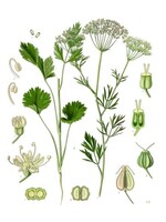 Anise (Pimpinella anisum) | 1/2 oz | Organic Essential Oil