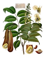 Peru Balsam (Myroxylon balsamum) | 1/4 oz | Organic Essential Oil