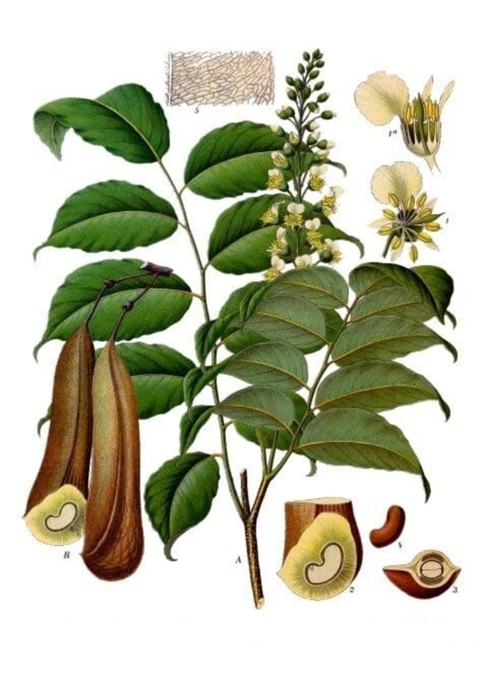 Peru Balsam (Myroxylon balsamum) | 1/4 oz | Organic Essential Oil