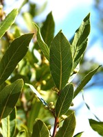 Bay Laurel Leaf (Laurus nobilis) | 1/2 oz | Organic Essential Oil