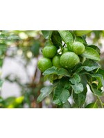 Bergamot (Citrus bergamia) | 1 oz | Organic Essential Oil