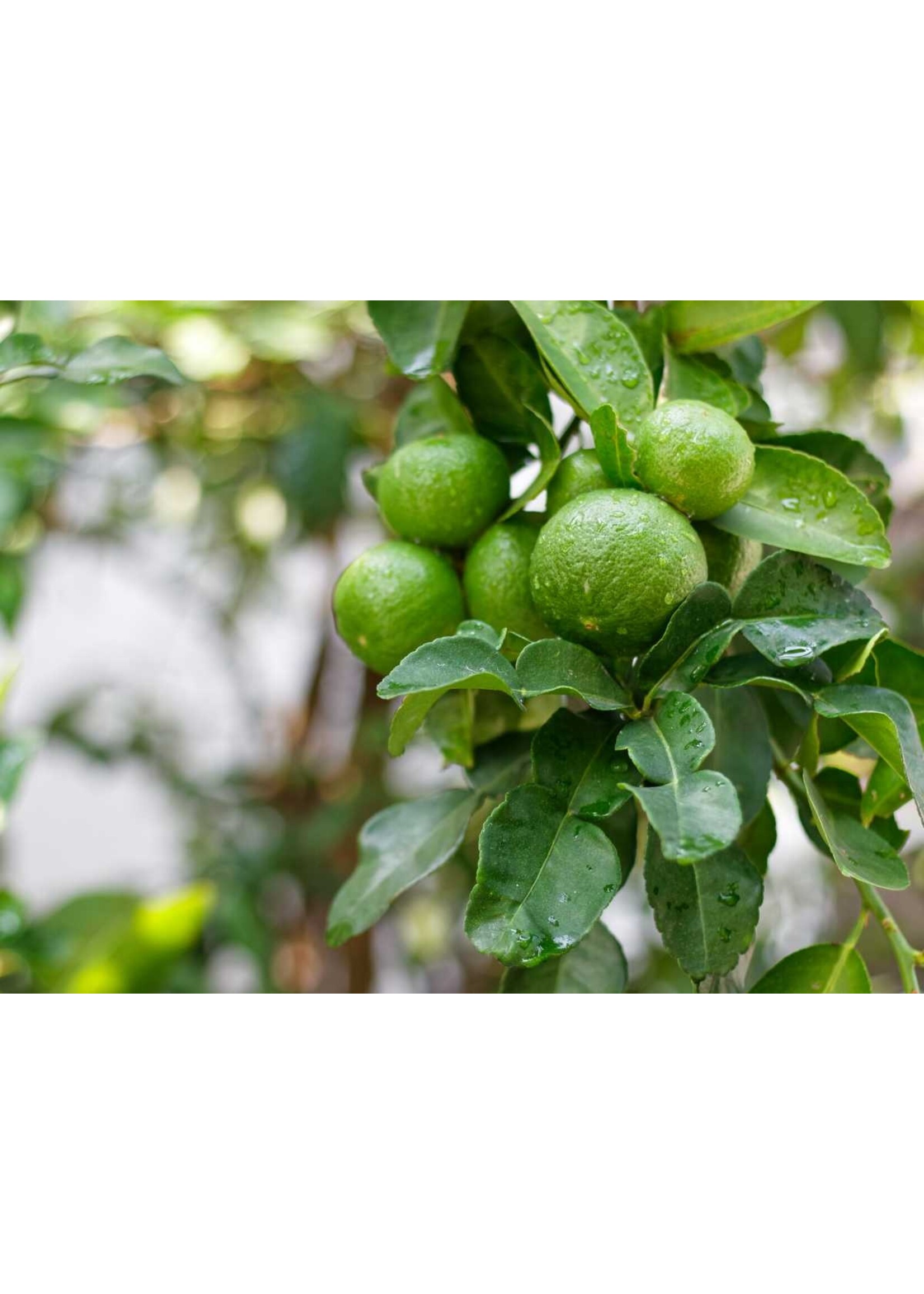 Bergamot (Citrus bergamia) | 1 oz | Organic Essential Oil