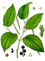 Black Pepper (Piper nigrum) | 1 oz | Organic Essential Oil