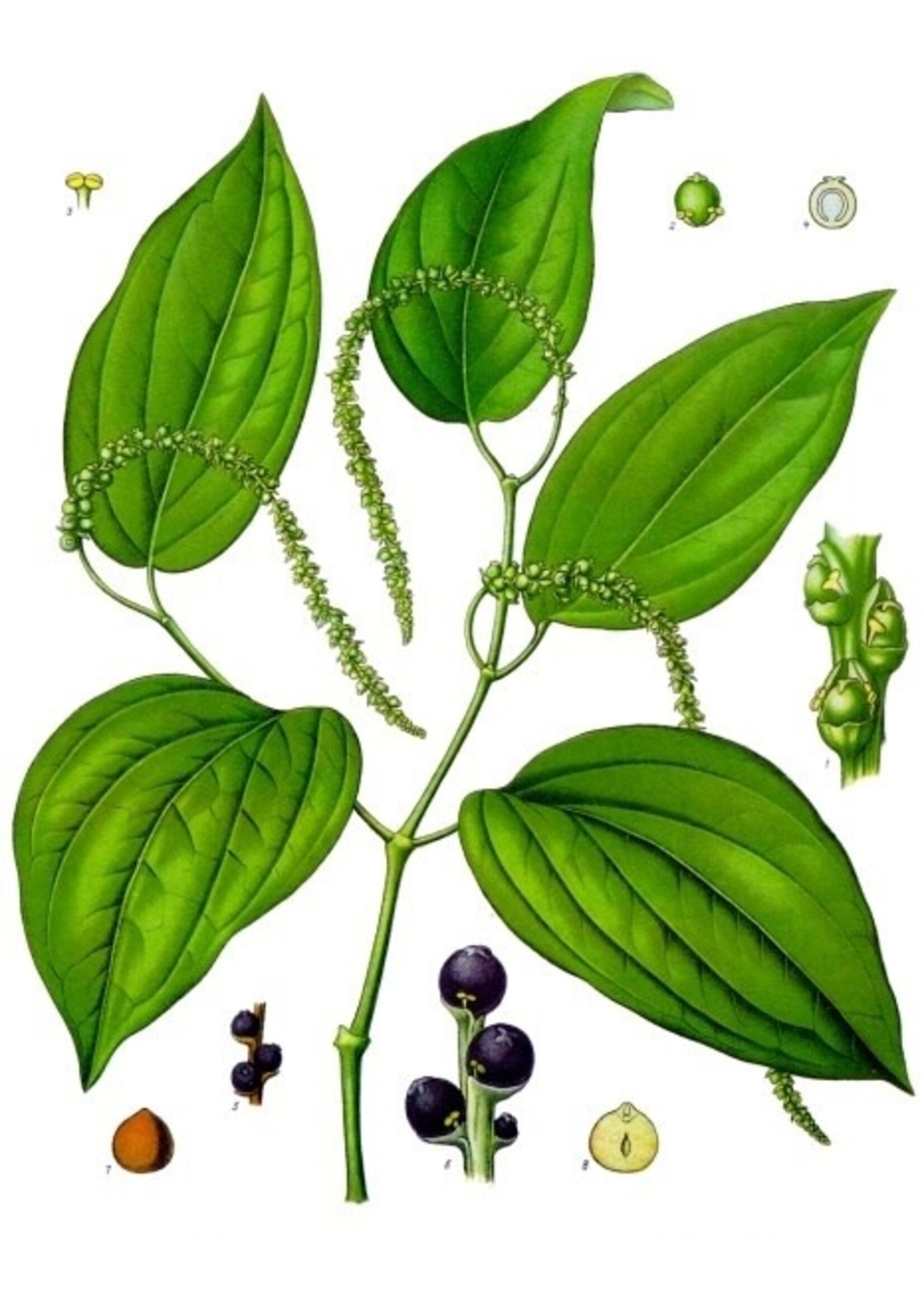 Black Pepper (Piper nigrum) | 1/3oz | Organic Essential Oil