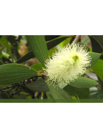 Cajeput (Melaleuca cajuputi) | 1 oz | Organic Essential Oil