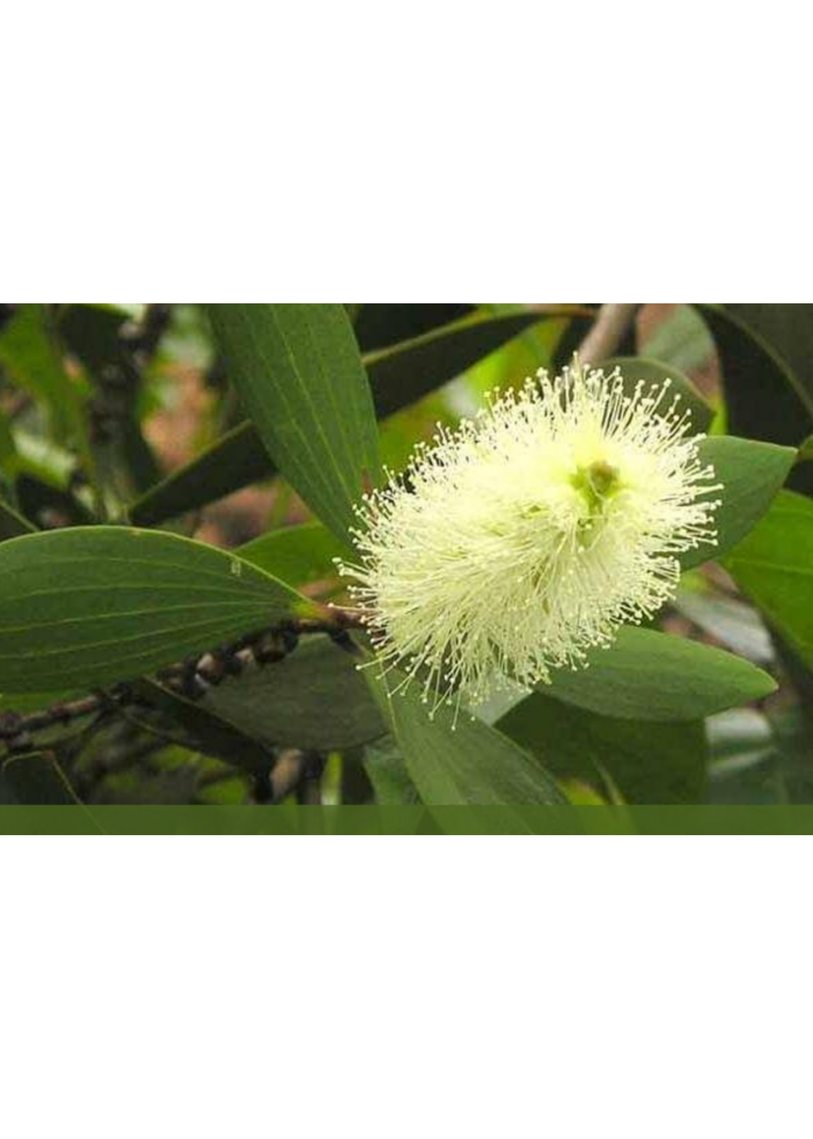 Cajeput (Melaleuca cajuputi) | 1 oz | Organic Essential Oil