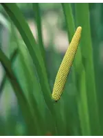 Calamus | Acorus calamus | 1/4 oz | Organic Essential Oil