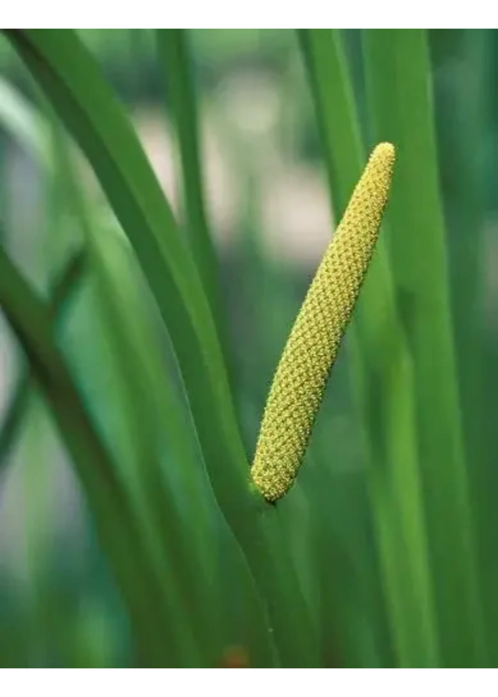 Calamus | Acorus calamus | 1/4 oz | Organic Essential Oil