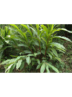 Cardamom (Elettaria cardamomum) | 1 oz | Organic Essential Oil