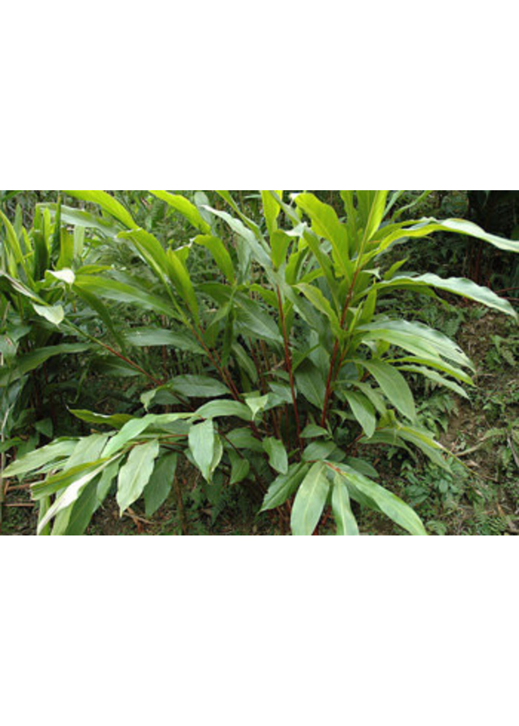 Cardamom (Elettaria cardamomum) | 1/6oz - 5mL| Organic Essential Oil