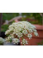 Carrot Seed (Daucus carota) | 1 oz | Organic Essential Oil