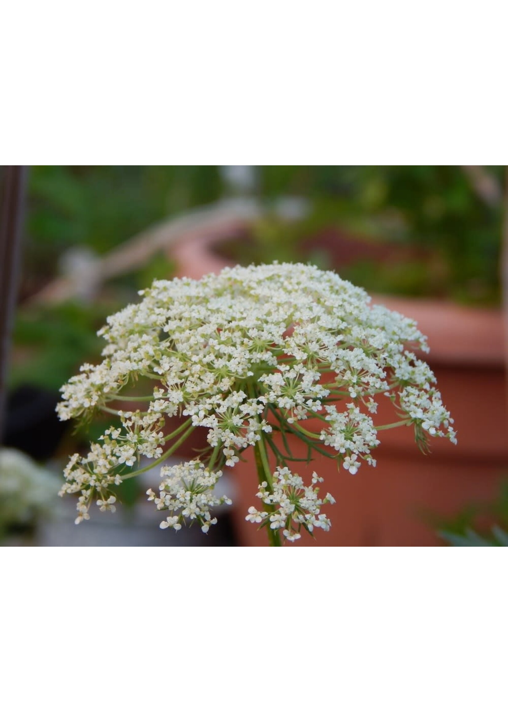 Carrot Seed (Daucus carota) | 1 oz | Organic Essential Oil