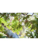 Cedarwood Cedrus Atlantica) | 1/3 oz -10mL| Organic Essential Oil