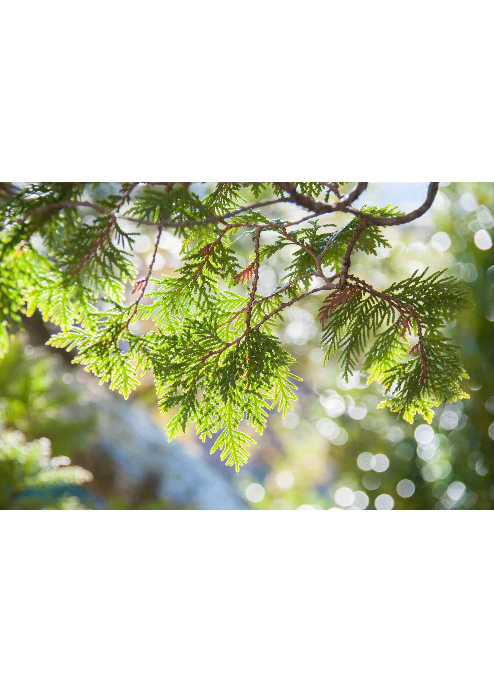 Cedarwood Cedrus Atlantica) | 1/3 oz -10mL| Organic Essential Oil