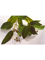Cinnamon Leaf (Cinnamomum verum) | 1/4 oz |Organic Essential Oil