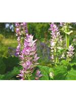 Clary Sage (Salvia sclarea) | 1 oz | Organic Essential Oil