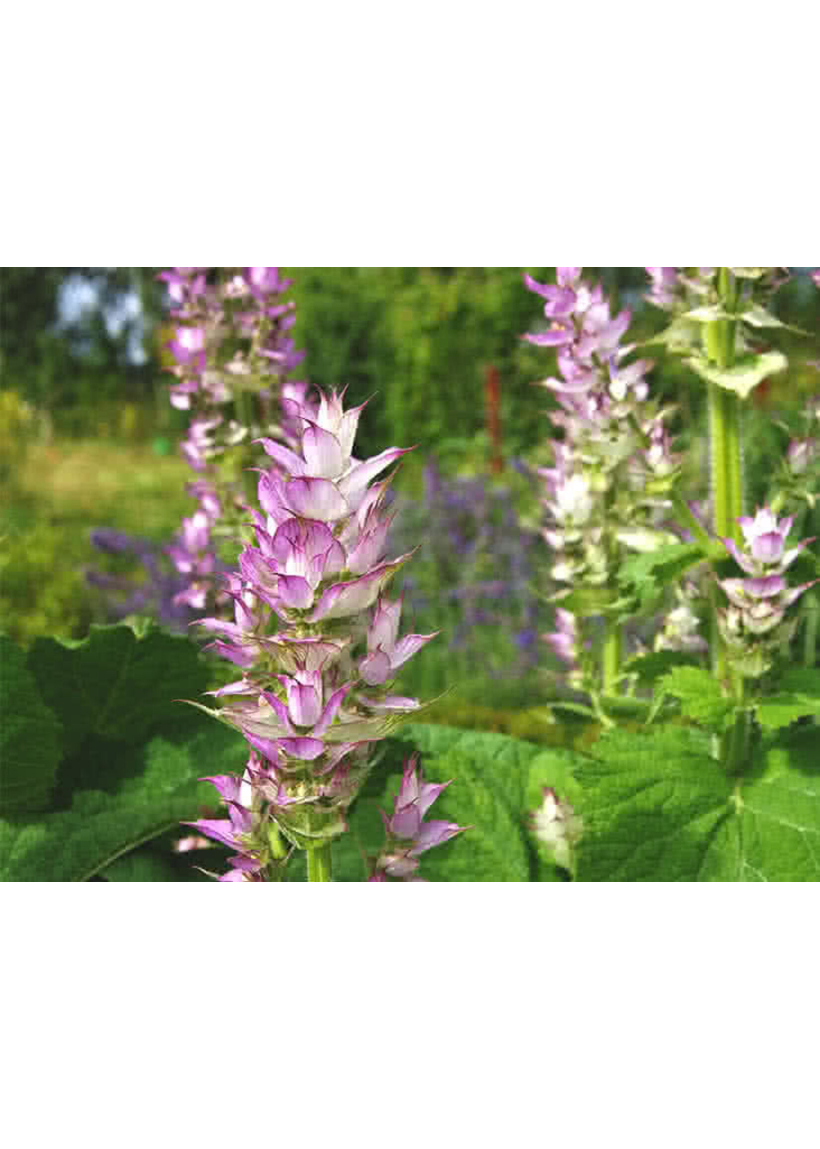 Clary Sage Organic Essential Oil 1/4 oz.