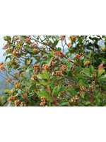 Clove Bud (Syzygium aromaticum) | 1/3oz - 10mL| Organic Essential Oil Plant Therapy