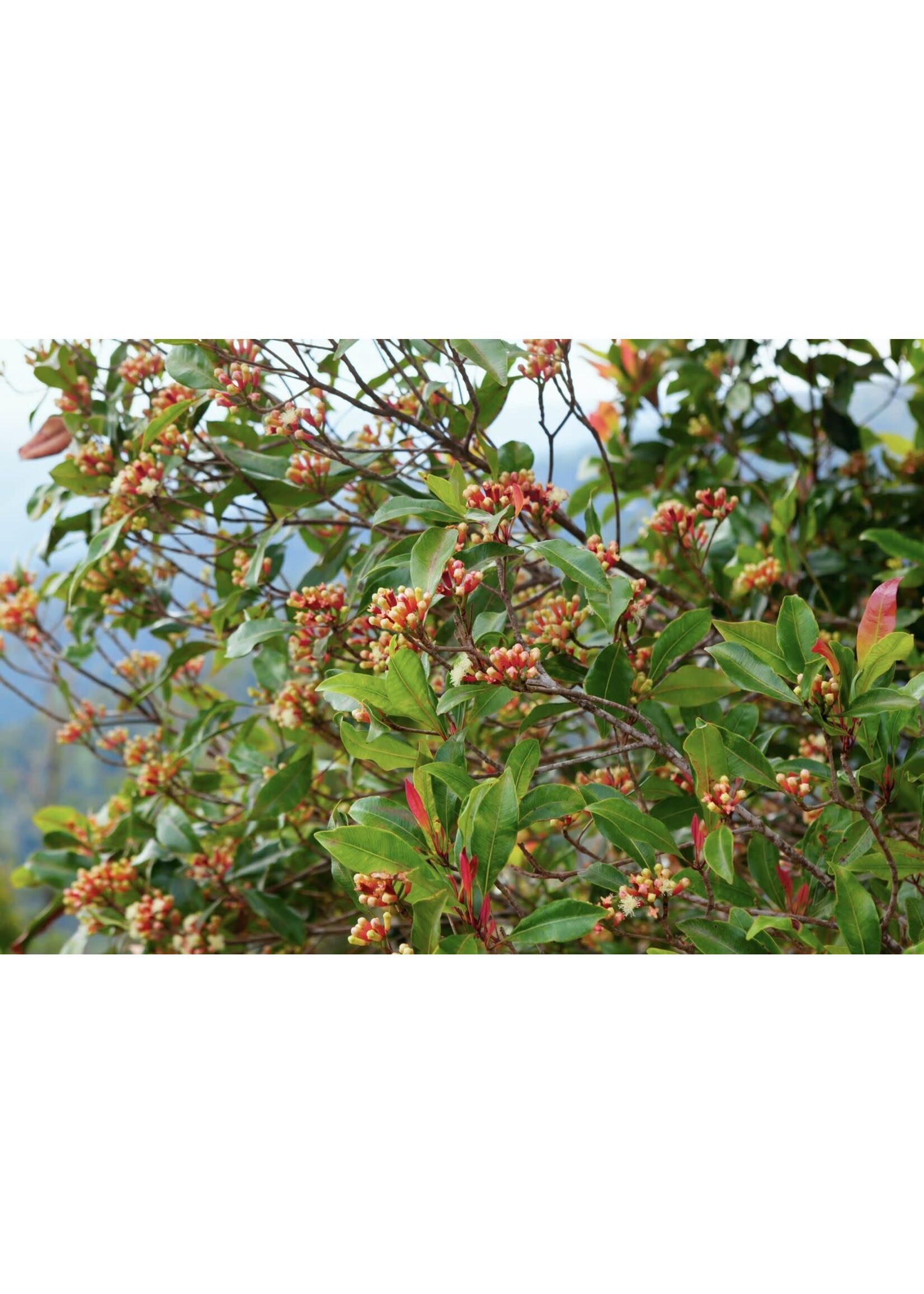 Clove Bud (Syzygium aromaticum) | 1/2 oz | Organic Essential Oil
