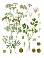 Coriander (Coriandrum sativum) | 1 oz | Organic Essential Oil