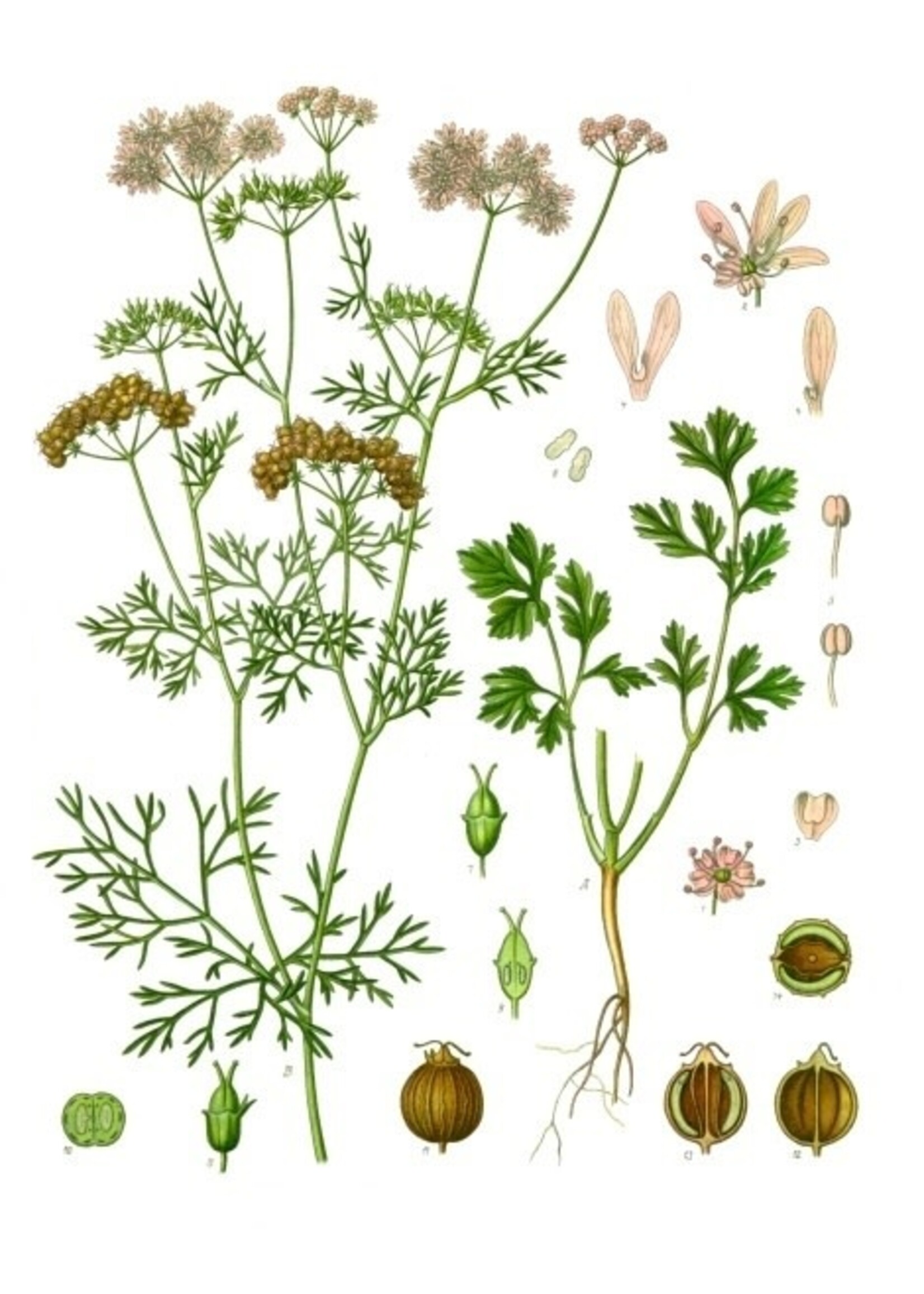 Coriander (Coriandrum sativum) | 1 oz | Organic Essential Oil