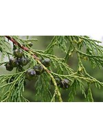 Cypress (Cupressus) | 1 oz | Organic Essential Oil