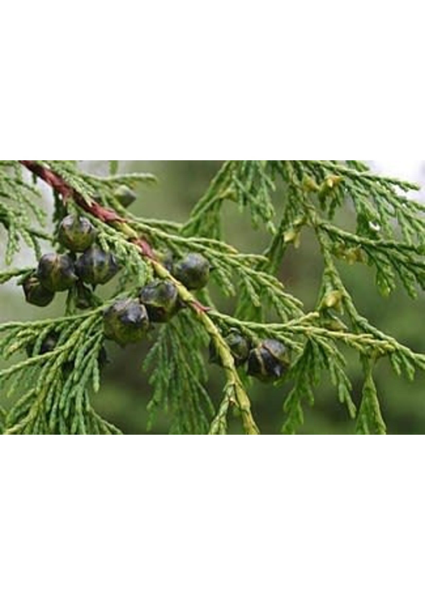 Cypress (Cupressus) | 1/3oz -10mL Organic Essential Oil