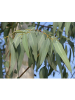 Organic Eucalyptus (Eucalyptus globulus Labill) | 1/3 oz -10mL|Essential Oil Plant Therapy