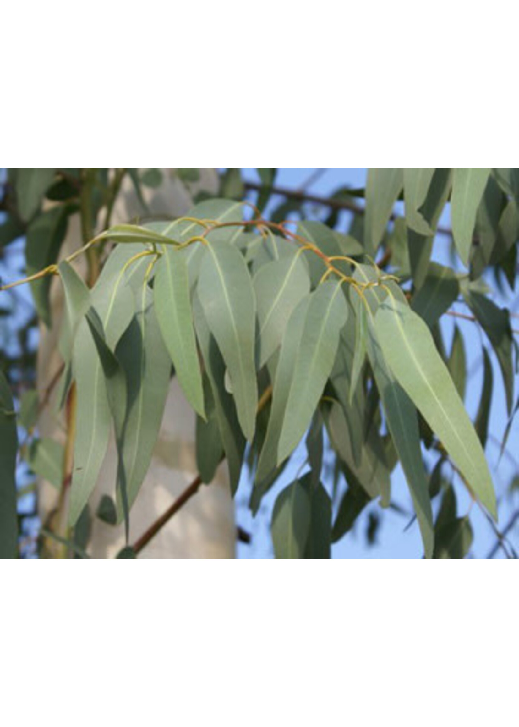Organic Eucalyptus (Eucalyptus globulus Labill) | 1/3 oz -10mL|Essential Oil Plant Therapy