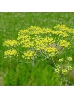 Fennel (Foeniculum vulgare) | 1/2 oz | Organic Essential Oil