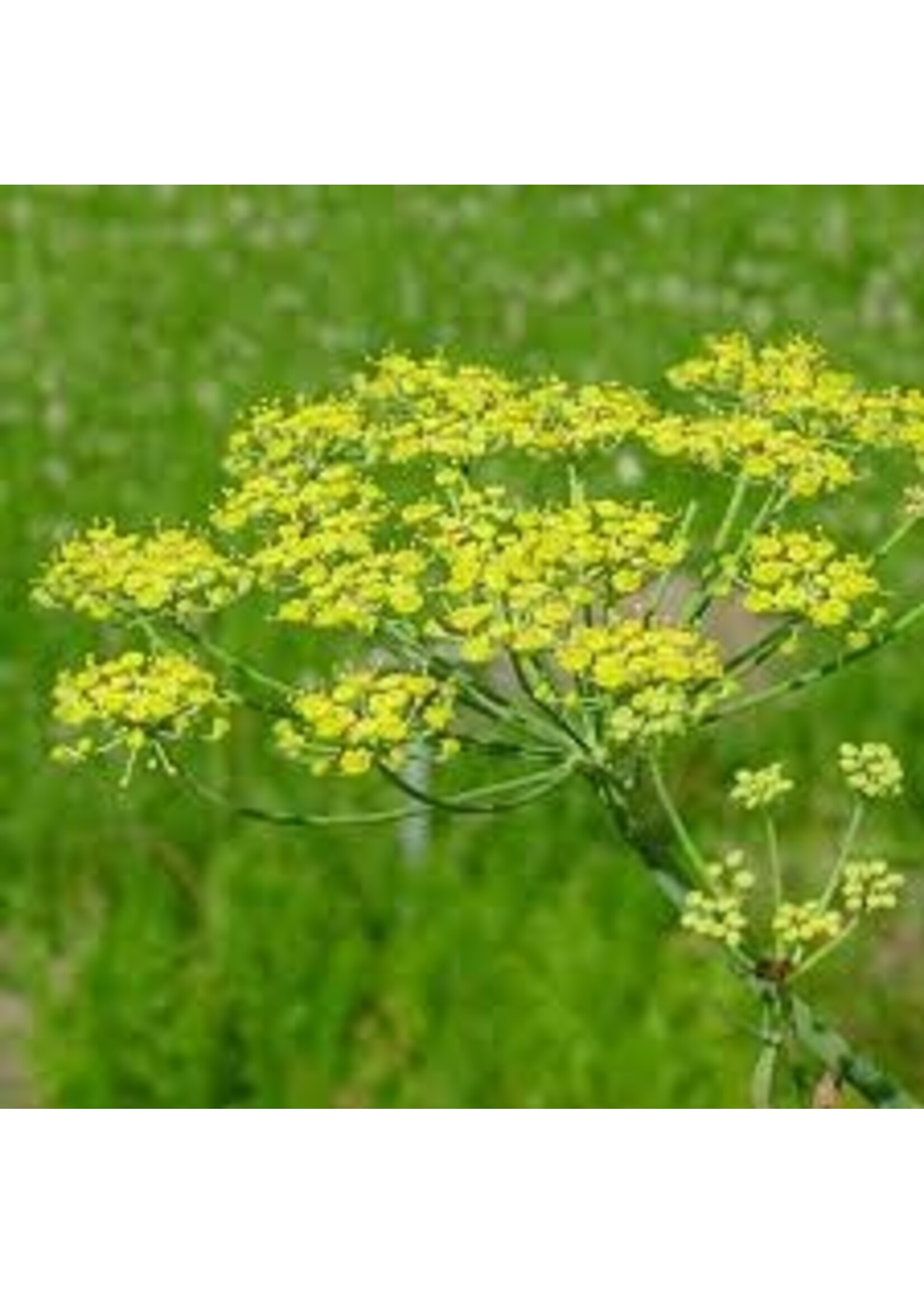 Fennel (Foeniculum vulgare) | 1/2 oz | Organic Essential Oil