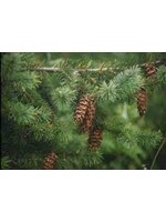 Fir Needle (Abies) | 1/3oz 10ml | Organic Essential Oil