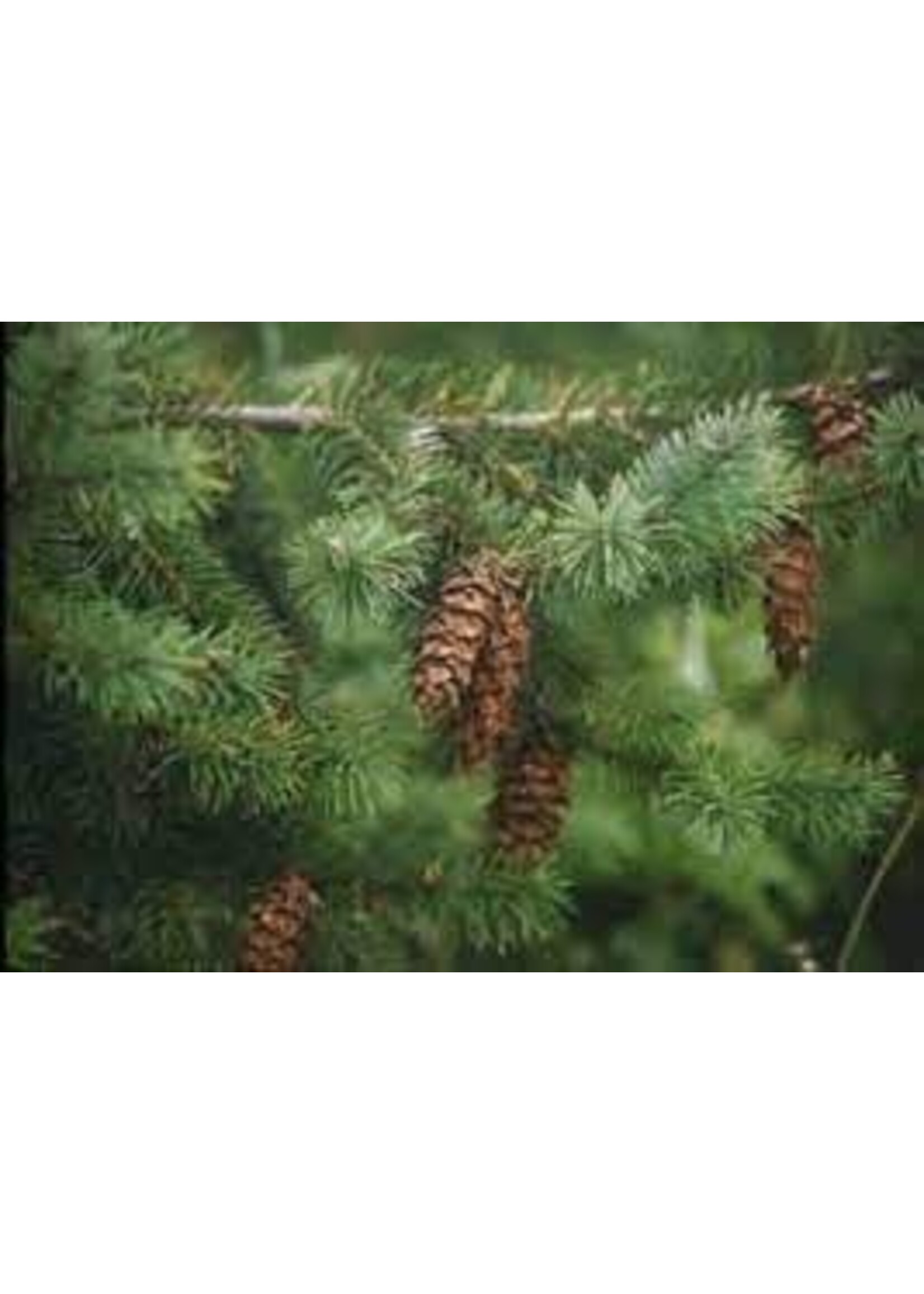 Fir Needle (Abies) | 1/3oz 10ml | Organic Essential Oil
