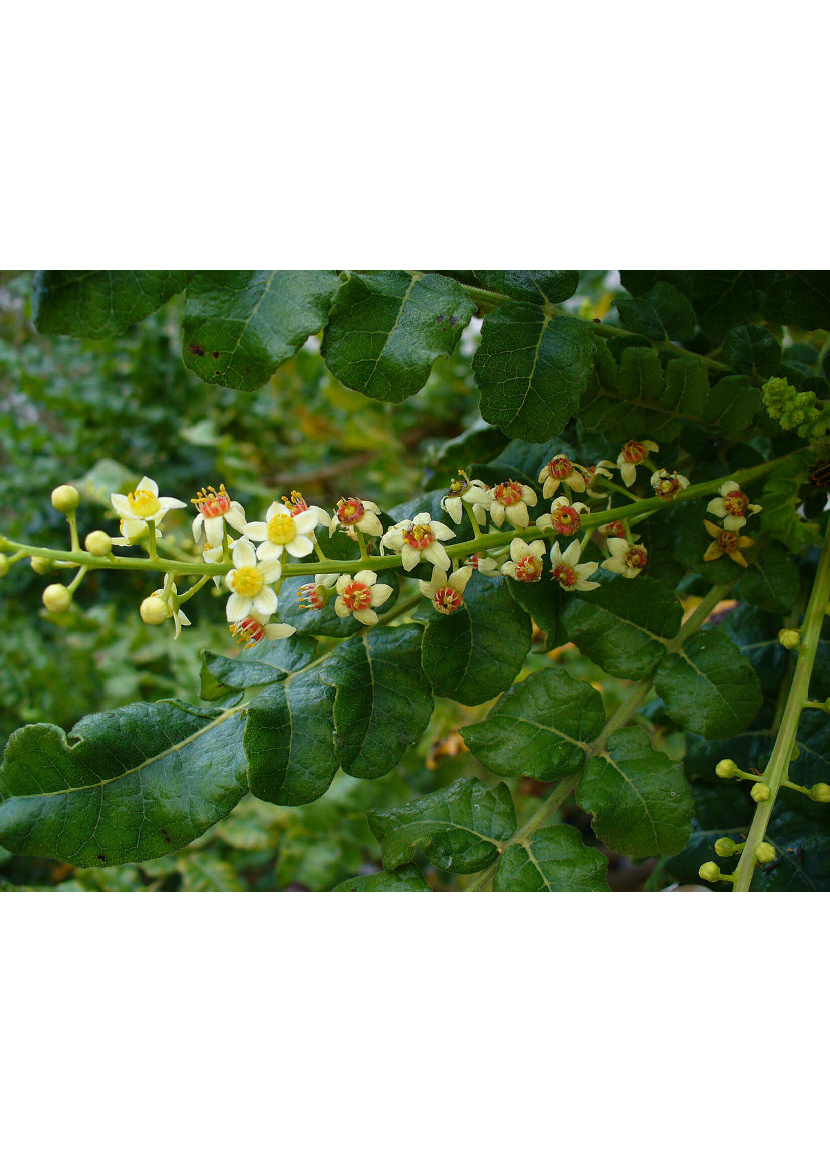 Frankincense Carterii Essential Oil {1oz-30mL}