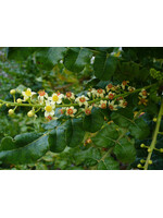 Frankincense (Boswellia sacra) | 1/2 oz | Organic Essential Oil