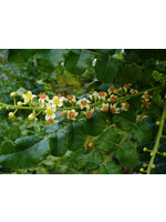 Frankincense (Boswellia Serrata) | 1/3oz - 10mL| Organic Essential Oil